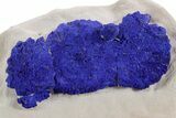 Vibrant Blue Azurite Sun Cluster on Siltstone - Australia #361229-1